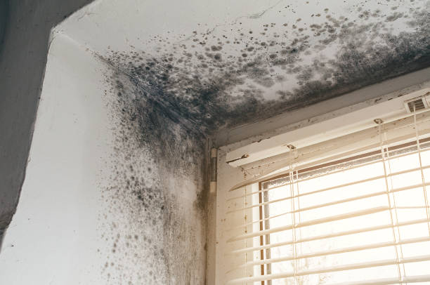 Affordable Bathroom Mold Removal solutions in Newton Upper Falls, MA